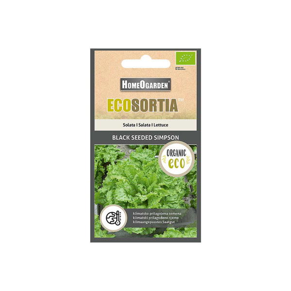 Ekološko sjeme zelene salate Black Seeded Simpson