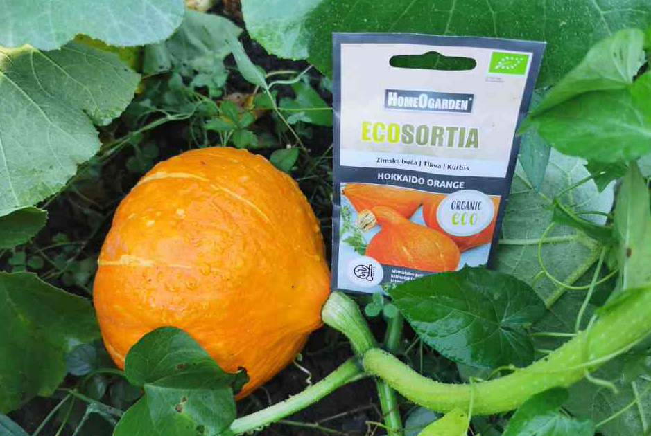 hokkaido buča