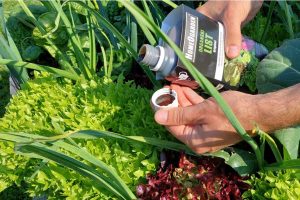 Ekološka vzgoja rastlin