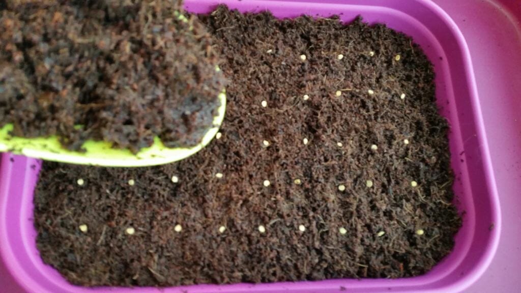 vzgoja sadik ekološka semena