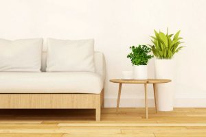 sobne rastline ki čistijo zrak