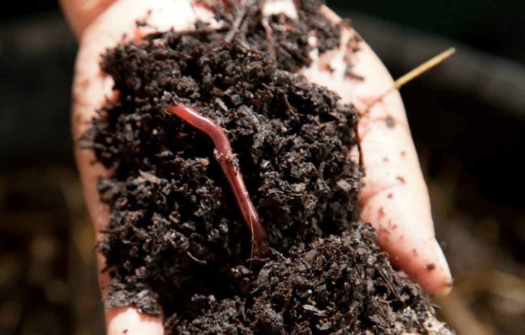 vrtna zemlja mikroorganizmi