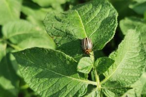 koloradski hrošč - škodljivci rastlin