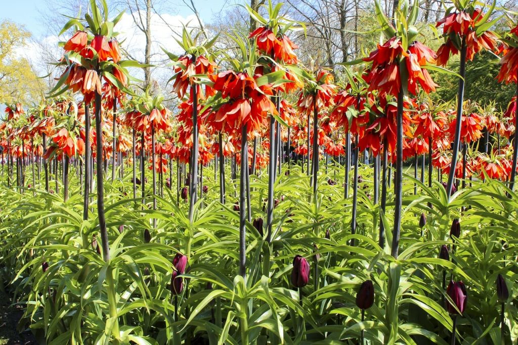 Cesarski tulipan - carski tulipan