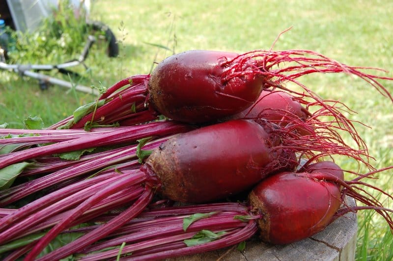 rdeča-pesa