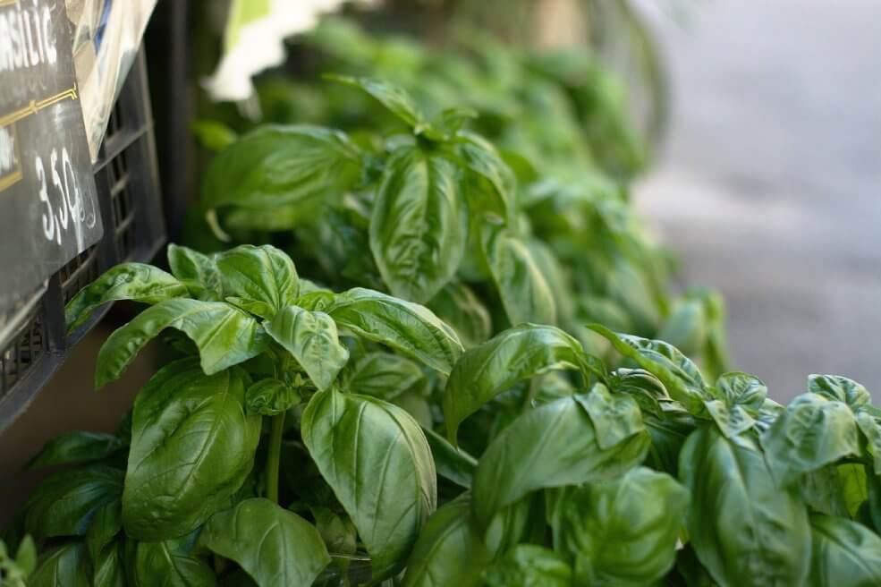 Bazilika aromatico rastlina.
