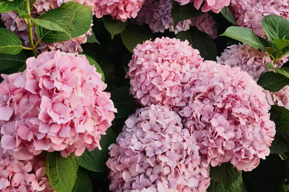 Organsko gnojilo za hortenzije, borovnice in rododendrone.