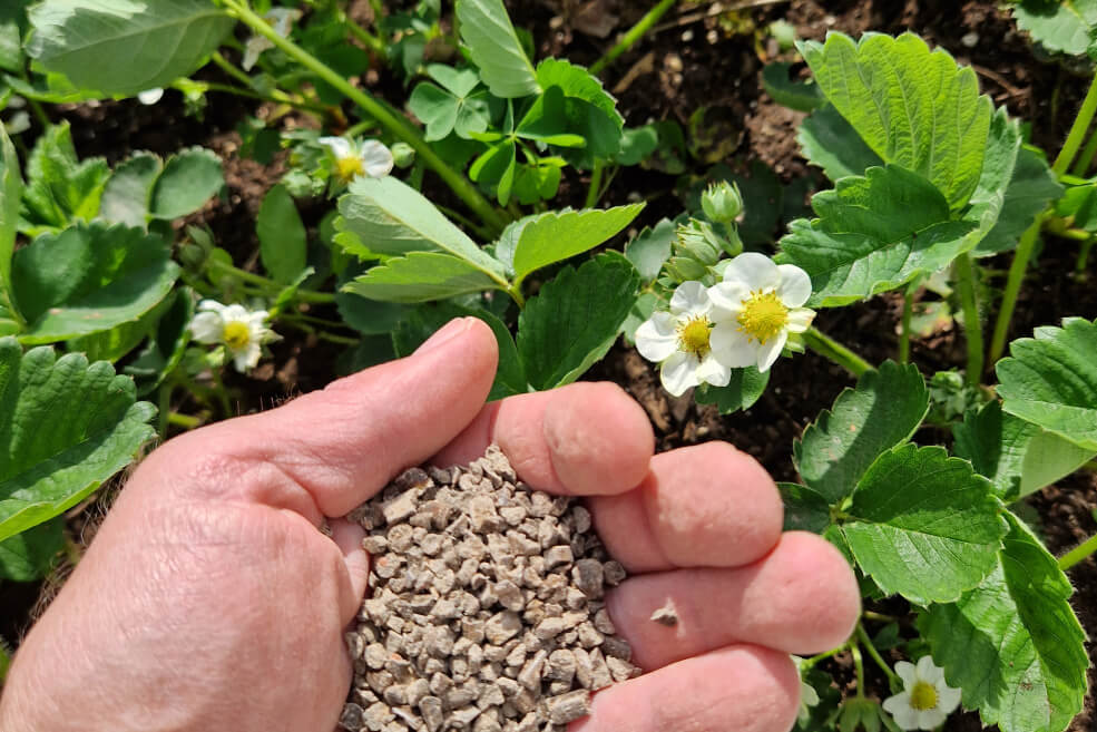 Organsko gnojilo za jagode 2,5kg