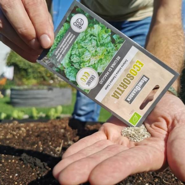 Seme solata regina di maggio.