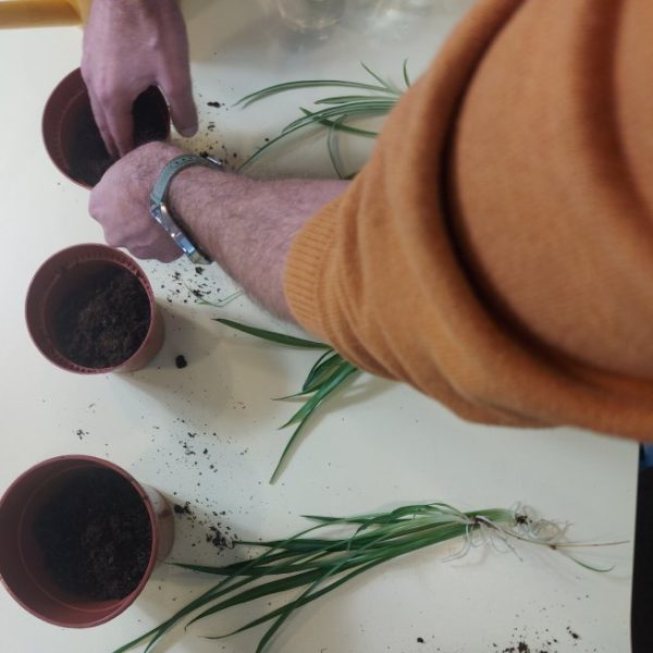 Uspešno presajanje.