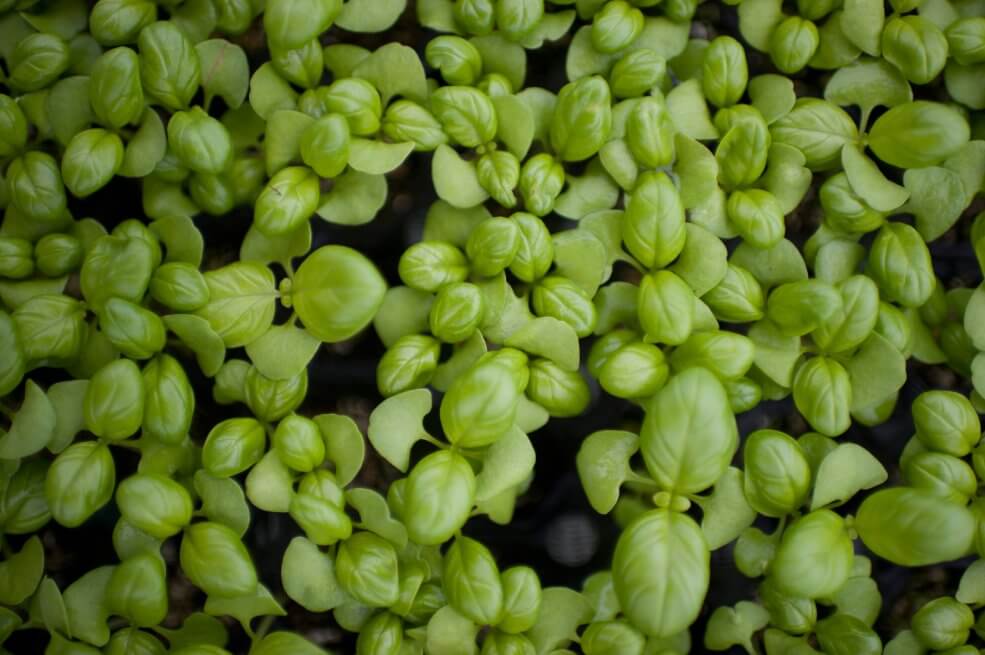 Vzgoja bazilika marseillas.